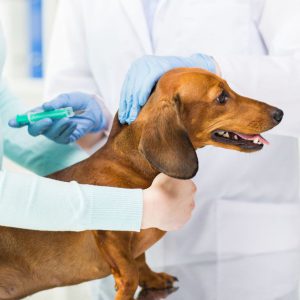 Эффективные методы лечения черного акантоза у Таксы: симптомы и диагностика