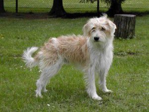 Игривый и дружелюбный немецкий кромфорлендер: особенности характера питомца