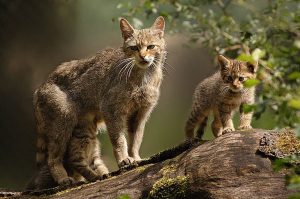 Рекомендации по содержанию в домашних условиях европейской лесной кошки