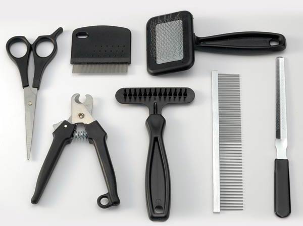 Суетливая и привлекательная собачка Московский Той Терьер длинношерстный: описание и характер породы