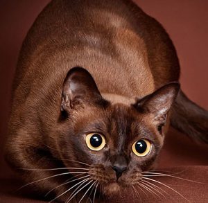 Одна из самых умных и долголетних пород котят Бурма: сколько стоит питомец и как ухаживать?