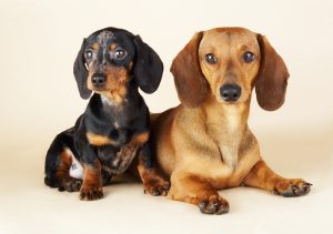 Такса гладкошерстная кроличья: содержание питомца и его характер