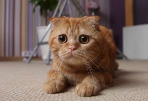 Характер британской вислоухой кошки, уход за ней, цена на плюшевых питомцев