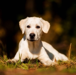 мини лабрадор