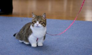 Манчкин: экзотическая порода кошек с короткими лапками