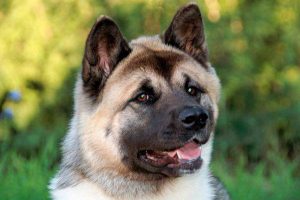 Собака акита американская: история происхождения питомца с удивительно спокойным характером