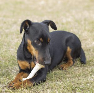 Универсальная охотничья собака из Германии Ягдтерьер: описание и характеристика породы