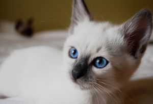Тайский кот: особенности характера и содержания