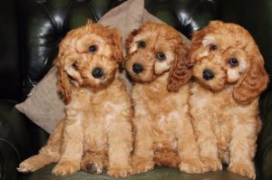 Собака кокер пудель кокапу: характер миниатюрного питомца с кудрявой шерстью