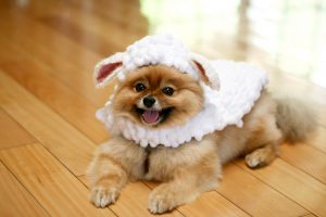 Декоративный шпиц: рекомендации по уходу за вечным ребенком