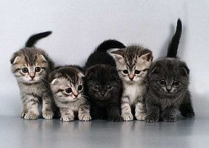 Характер британской вислоухой кошки, уход за ней, цена на плюшевых питомцев