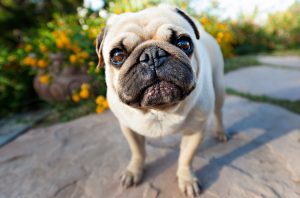 смешной мопс