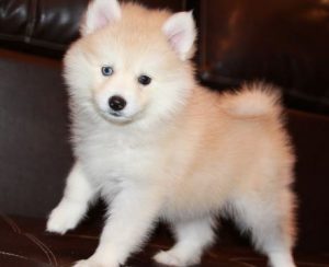 Метис хаски и шпица помски: особенности удивительной породы