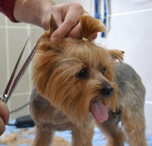 Подробная инструкция как самой подстричь Йорка в домашних условиях: фото причесок