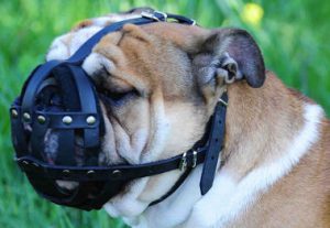 намордник на мопса