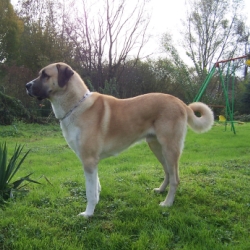 Характер собаки овчарки