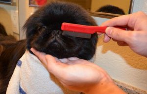 уход за шерстью пекинеса