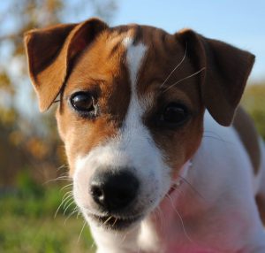 Лучшие и запоминающиеся клички для Джек Рассел терьера: как придумать имя для мальчика и девочки?