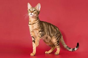 Экзотическая порода семейства кошачиьх Сококе (соукок): рекомендации по уходу