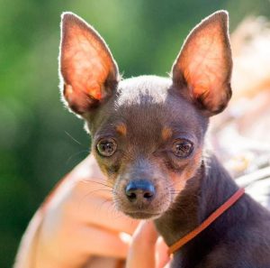 Золотые правила содержания и ухода за Той терьером чем кормить щенка и как воспитывать?