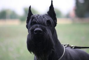 Немецкий ризеншнауцер: особенности характера питомца