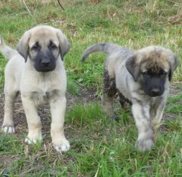 Цена собаки