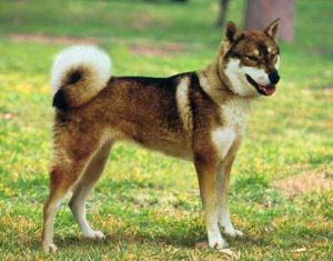 Японская порода сикоку: происхождение преданного друга и защитника