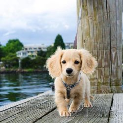 Уход за питомцем