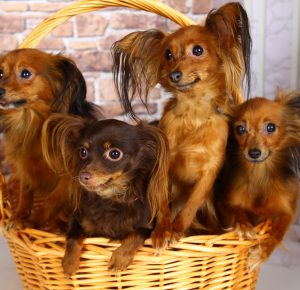 Суетливая и привлекательная собачка Московский Той Терьер длинношерстный: описание и характер породы