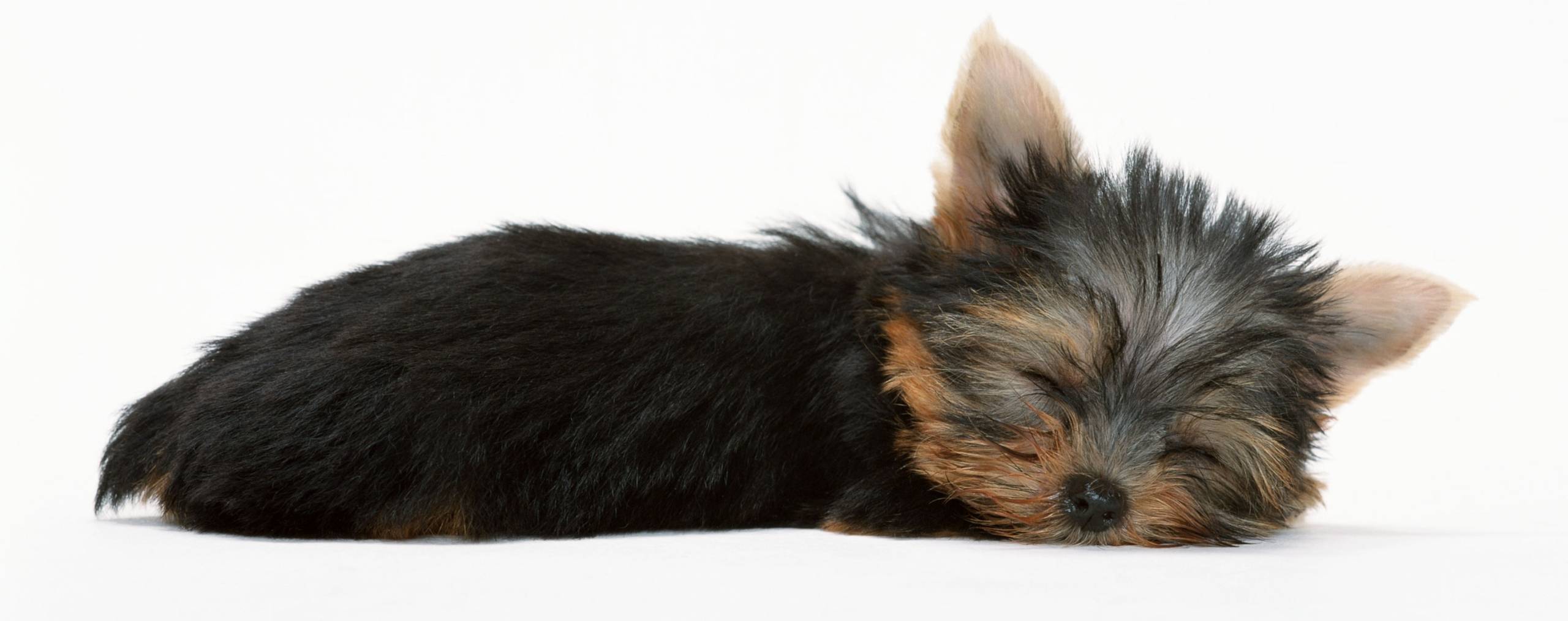 Как оригинально назвать собаку породы Йоркширский терьер: клички для девочек и мальчиков