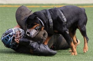 ротвейлер нападает