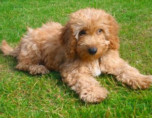 Собака кокер пудель кокапу: характер миниатюрного питомца с кудрявой шерстью