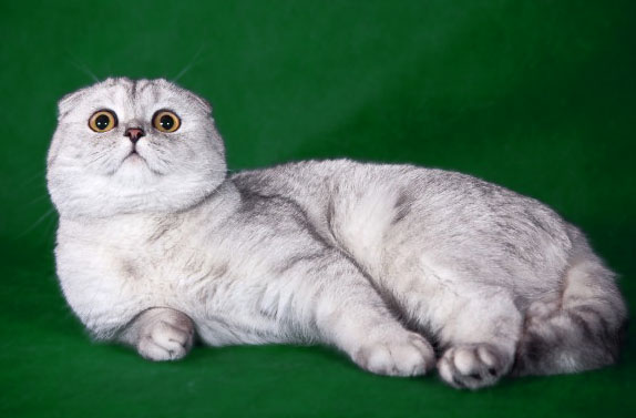 Обзор редких и популярных окрасов шотландской вислоухой кошки