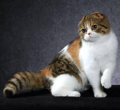 Обзор редких и популярных окрасов шотландской вислоухой кошки