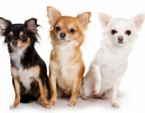 Все о породе маленьких собачек чихуахуа: достоинства и недостатки