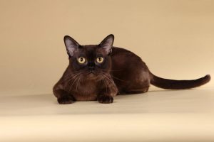 Грация и ум: американская бурма с шелковистой шерстью