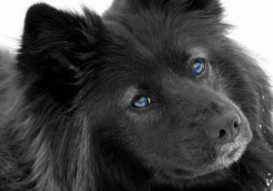 голубоглазая черная лайка