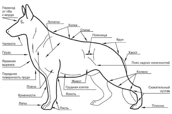 Все, что нужно знать о Немецкой овчарке: стандарты породы, размеры и вес по месяцам