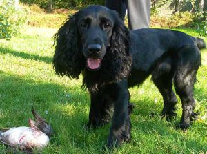 Порода русский кокер спаниель: характеристика игривого и выносливого питомца