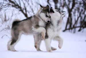 Характеристика хаски: особенности воспитания, уход при беременности
