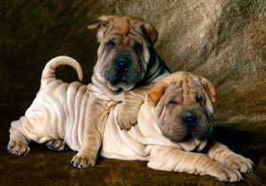 Шарпей: характеристика породы, особенности ухода за питомцем