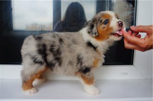 щенок австралийской овчарки