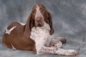 Древнейшая порода собак итальянский бракк: как найти к ней подход