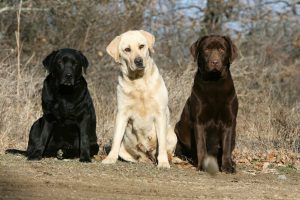 Золотистый ретривер и лабрадор ретривер: в чем разница между двумя породами