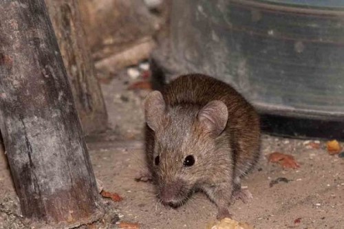 грызуны на дачном участке