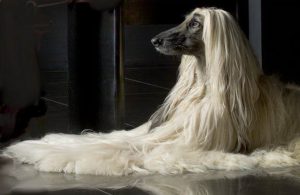 афганская овчарка