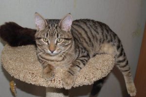 Европейские короткошерстные кошки: советы по уходу за классическим питомцем