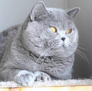 Ответ на самый популярный вопрос любителей Британских кошек сколько они живут в домашних условиях?