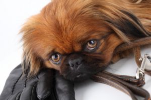 пекинес с поводком