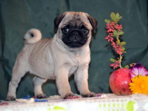 Карликовый мопс: особенности ухода за карманной собачкой